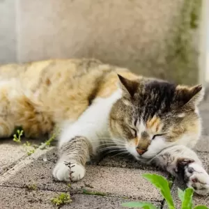 ねこ店長がいる自由霊園。お墓参りで逢いましょうのサムネイル