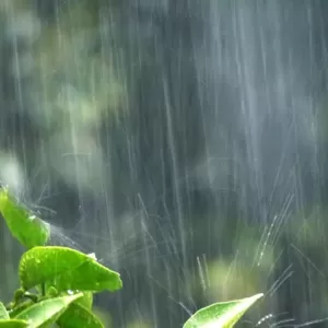 やっぱり梅雨はあけてない？静岡市清水区は本日雨です。のサムネイル