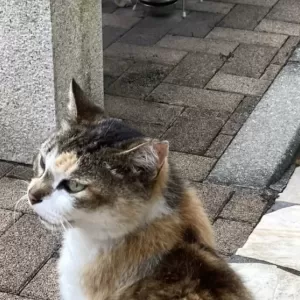 休園日には、ねこ店長のご飯、どうしてるの？の質問について・・・のサムネイル