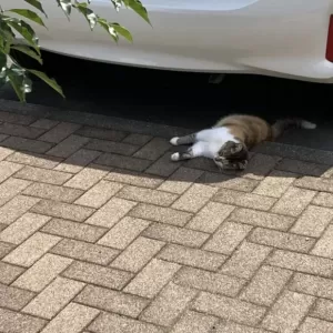 お盆の送り火。ねこ店長もバテる35℃の猛暑日のサムネイル