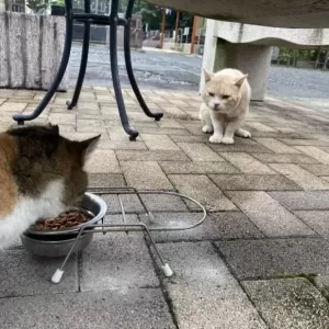 霊園のねこ店長ちくわ。今日はモリモリ食べてます。のサムネイル