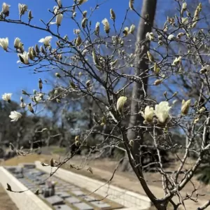 霊園内の木蓮が咲いてしまうほどの暖かさのサムネイル