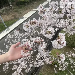 桜が満開の季節。どうか雨よ降らないでのサムネイル