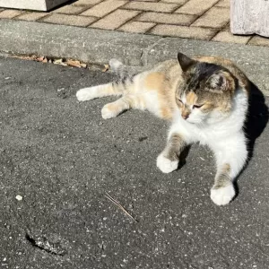 珍しく一日中ゴロゴロのねこ店長のサムネイル