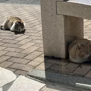 日向ぼっこ。ちくわとじゃが丸のサムネイル