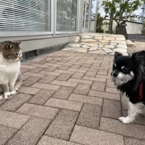 あと少しの距離が縮まらないのサムネイル