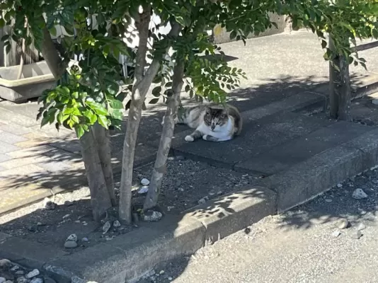 賑わうと隠れる。ねこ店長ちくわ